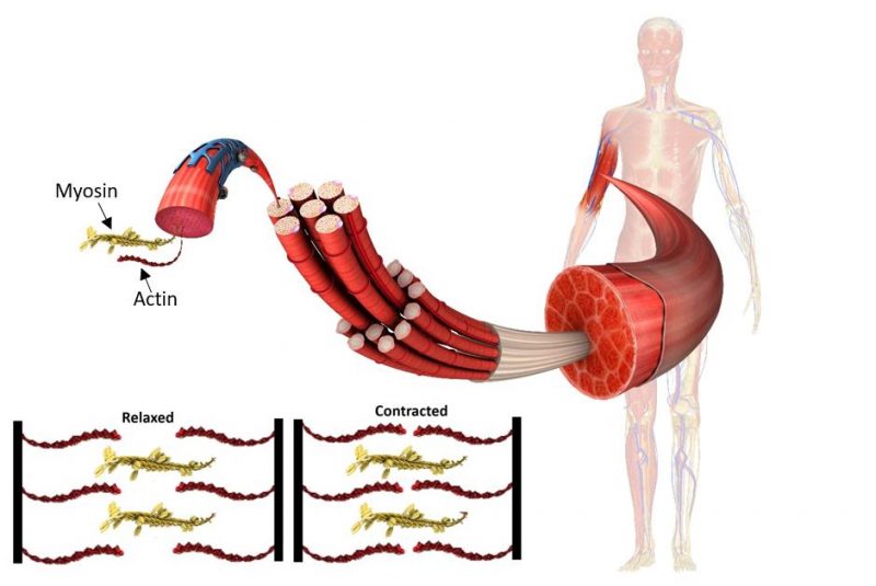 myosin actin